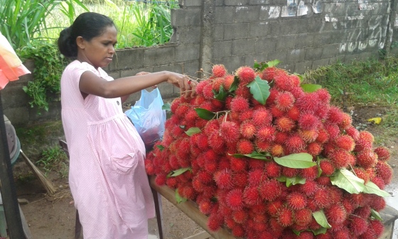 A pregnant woman selling rambutans in Kalagedihena. It was from people like this that the notorious deputy minister allegedly collected commissions.