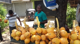 king coconuts. a cheap yet a nutritious drink