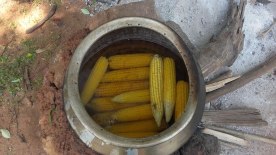 Boiled corn cobs
