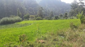 Ricefields in Koradekumbura - Nuwara Eliya road