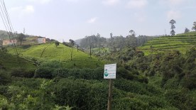 tea-estates-nuwara-eliya6