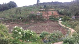 Farms in Nuwara-Eliya (5)