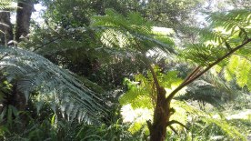 Giant Ferns in Hakgala Botanical Garden