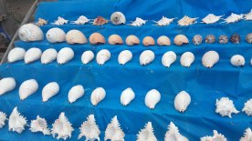 Seashells-kirinda-2
